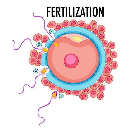 fertilization-male-image-800x800