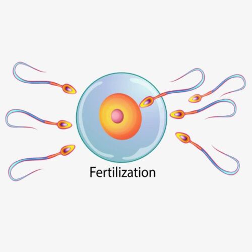 male-fertilizaton2